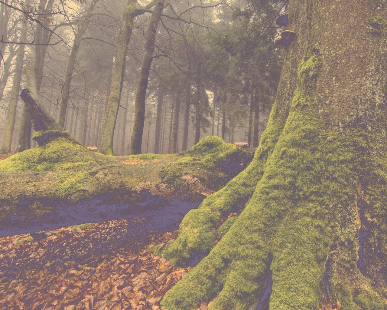 Дерево, поросшее мхом обои