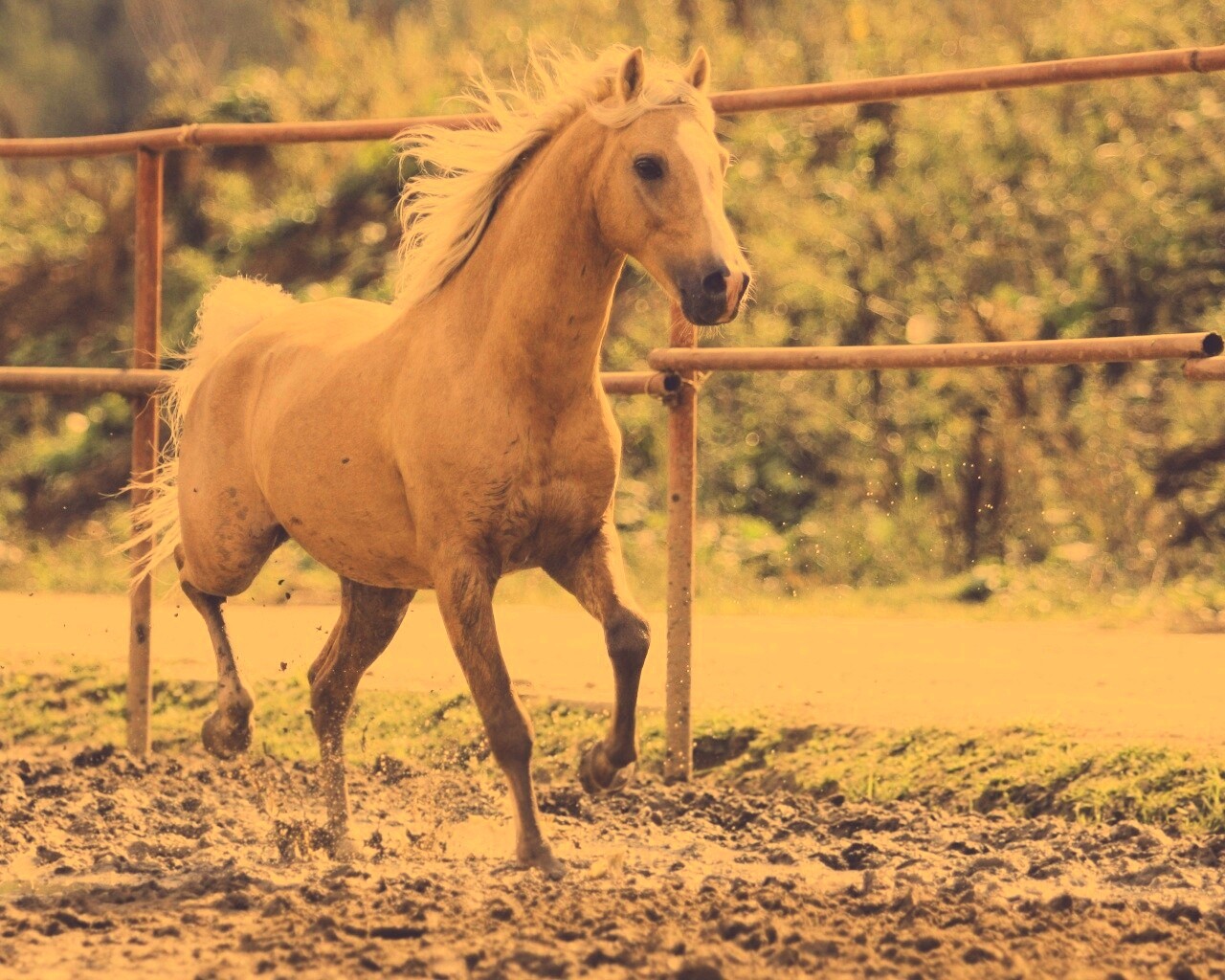Молодая лошадь в загоне обои