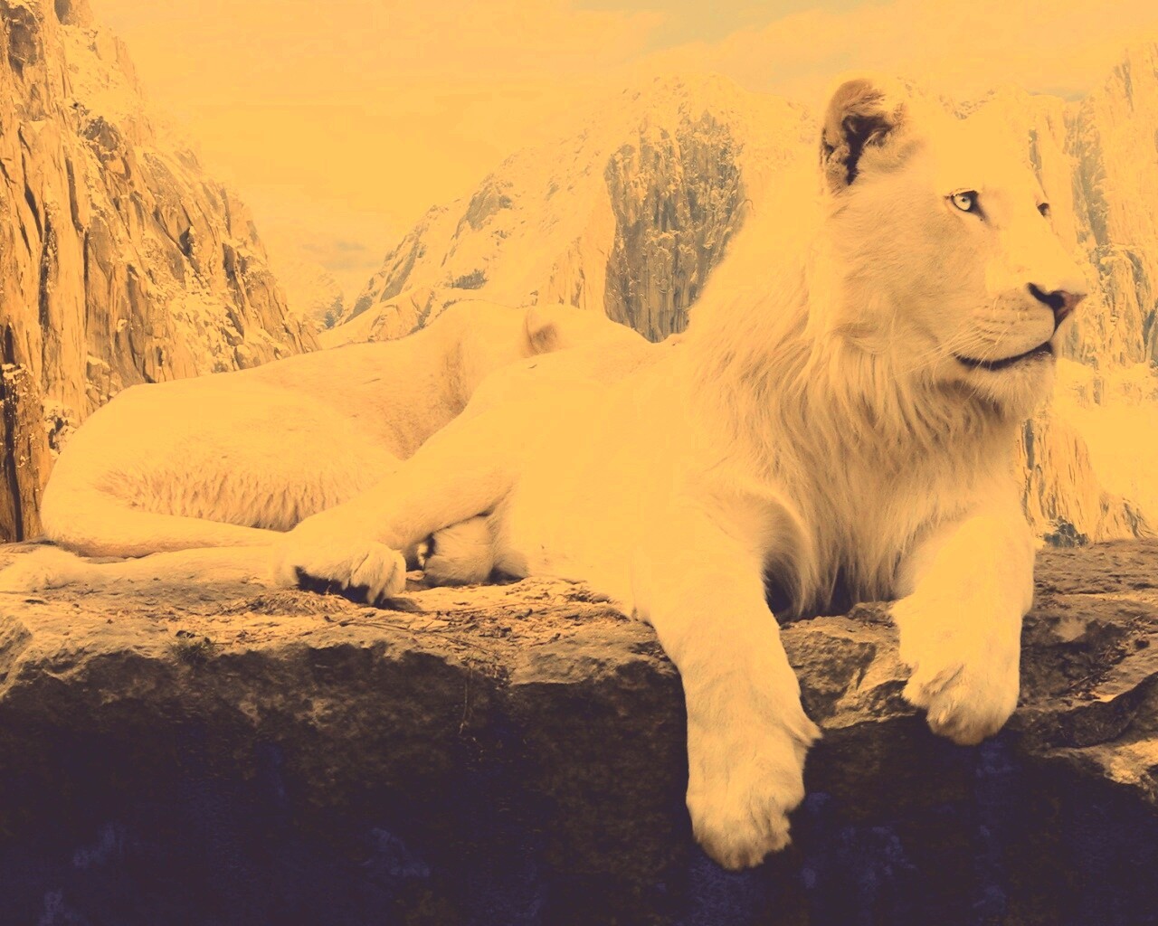Белый лев обои