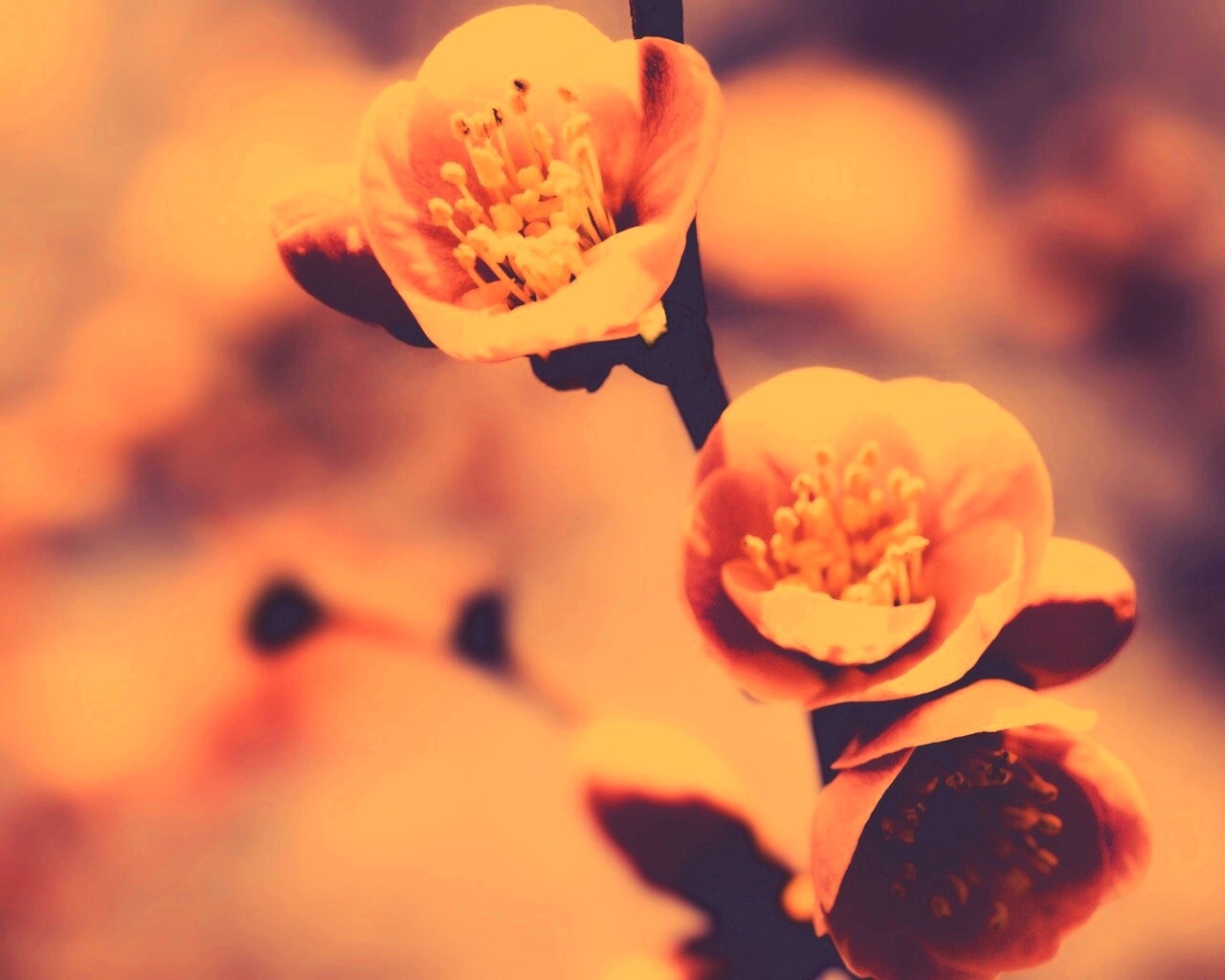 Великолепный цветок обои