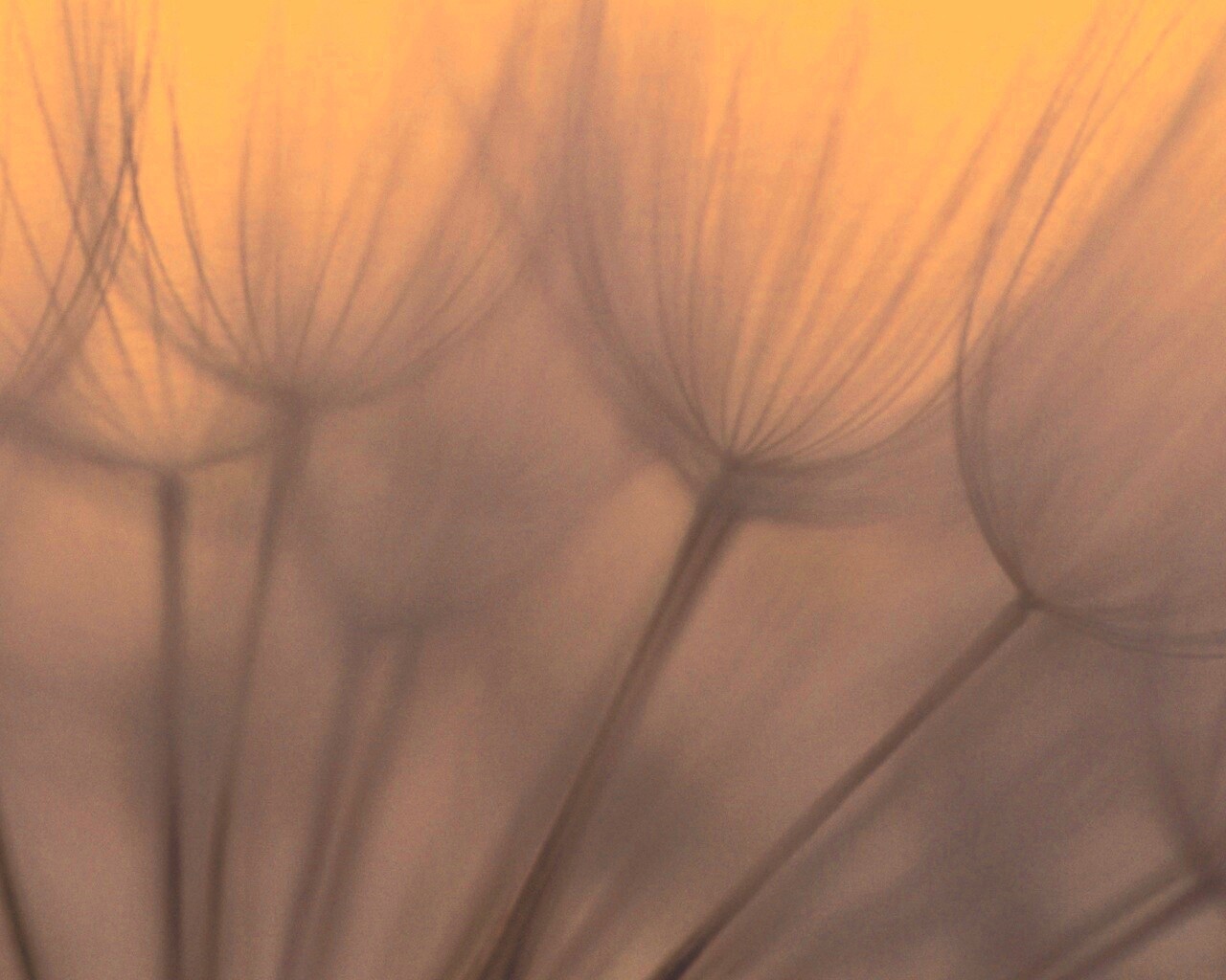 Рисунок одуванчика обои