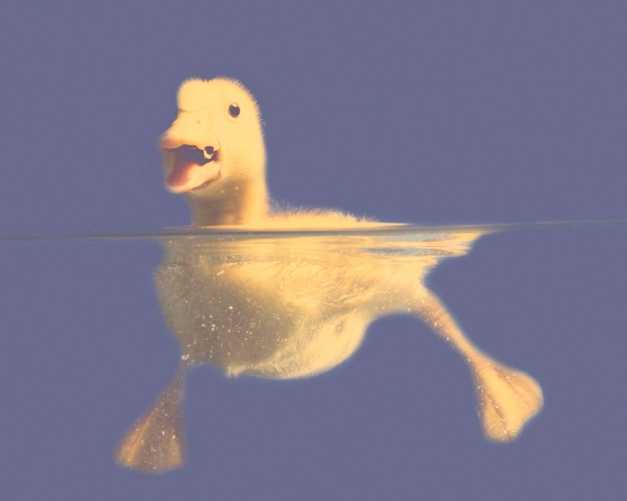 Утёнок в воде обои