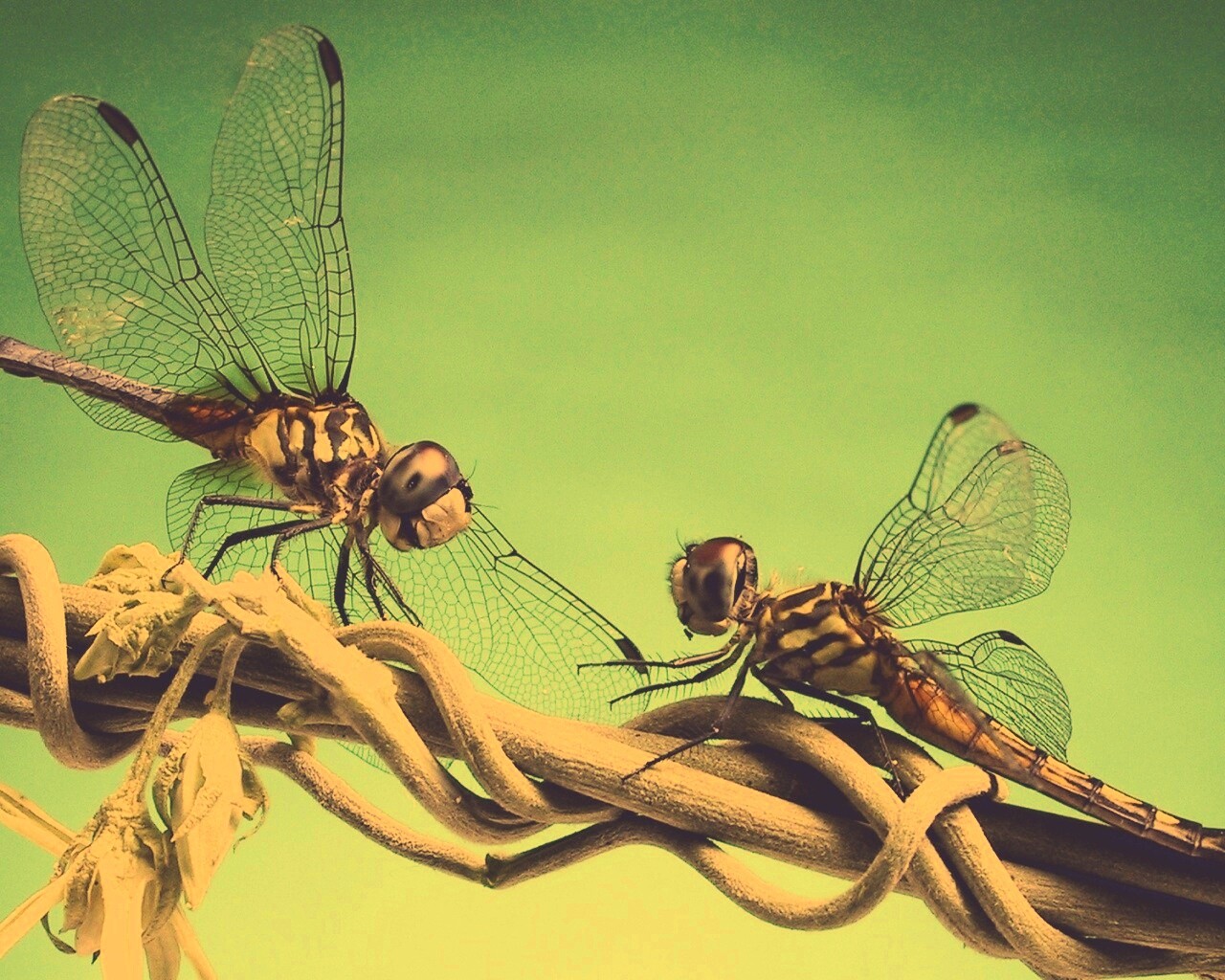 Две стрекозы обои