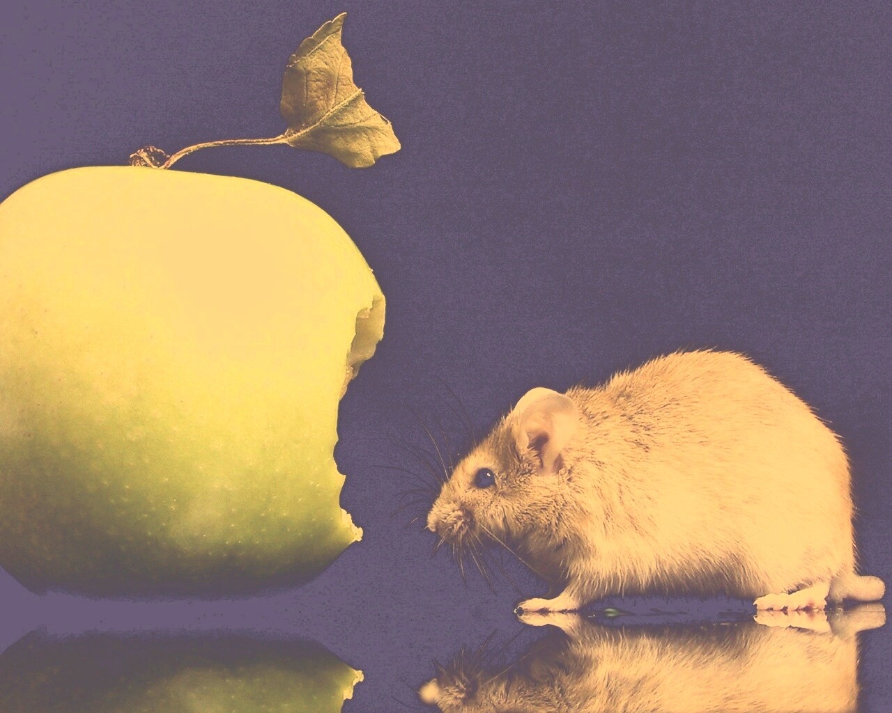 Мышь надкусила яблоко обои