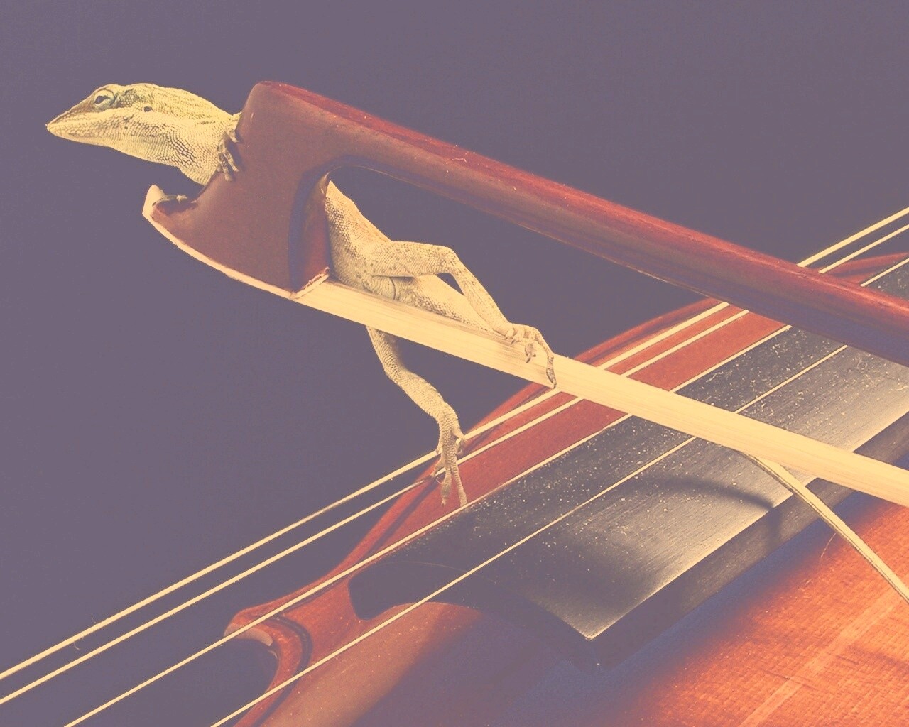 Ящерка на виолончели обои