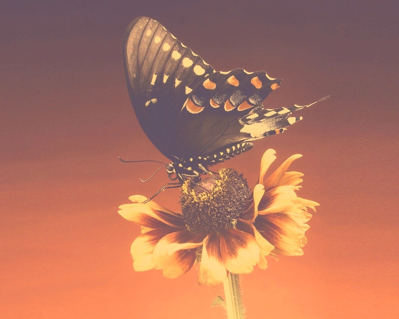 Бабочка на цветке обои