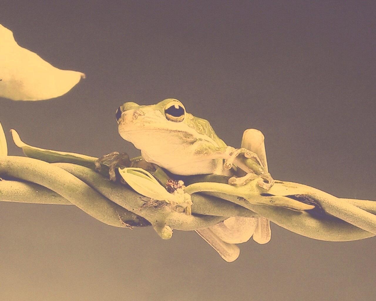 Лупоглазая лягушка на лиане обои