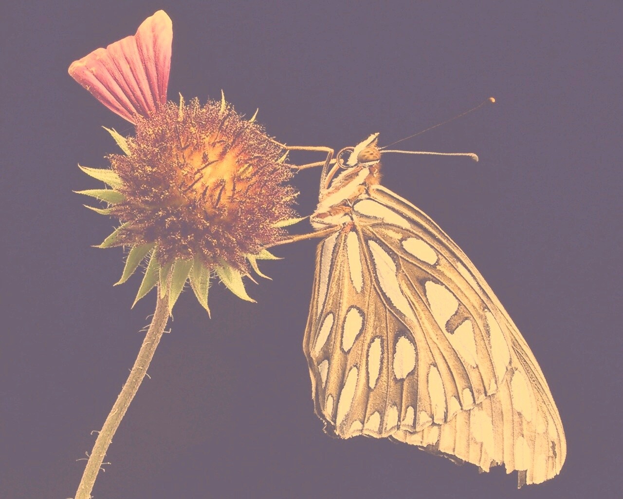 Бабочка на цветке обои