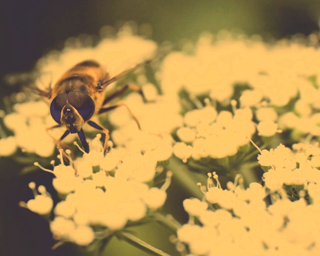 Пчела на нежный белых цветах обои