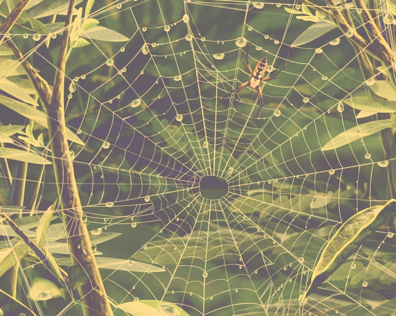 Паутина и паук обои