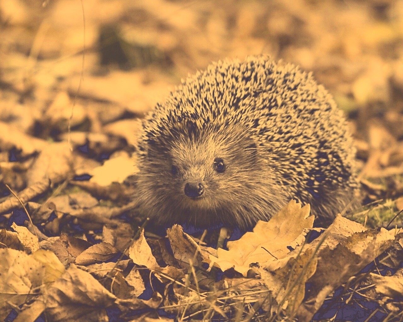 Ежик в осенней листве обои