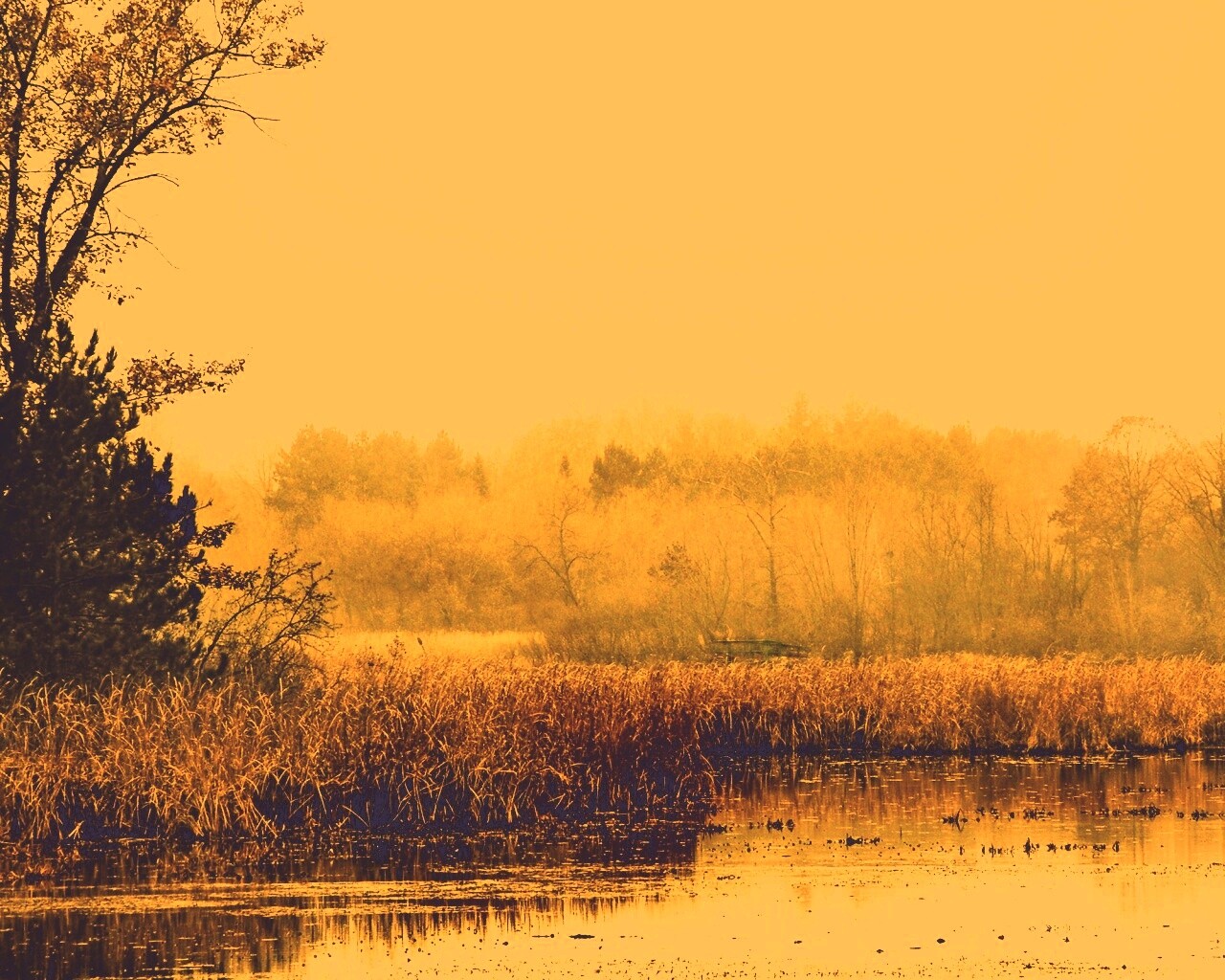 Живописные болота обои