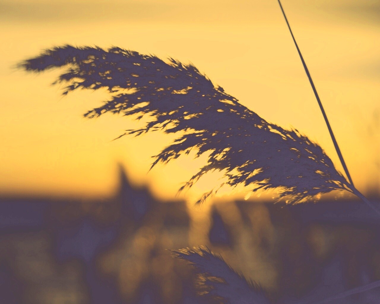 Камыш на закате обои