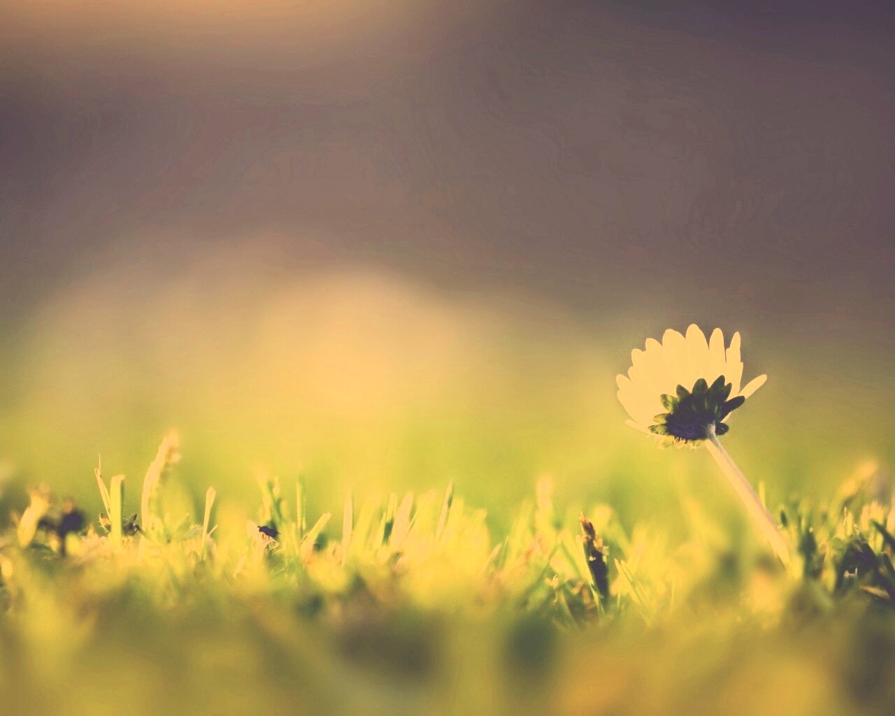 Цветок на траве обои