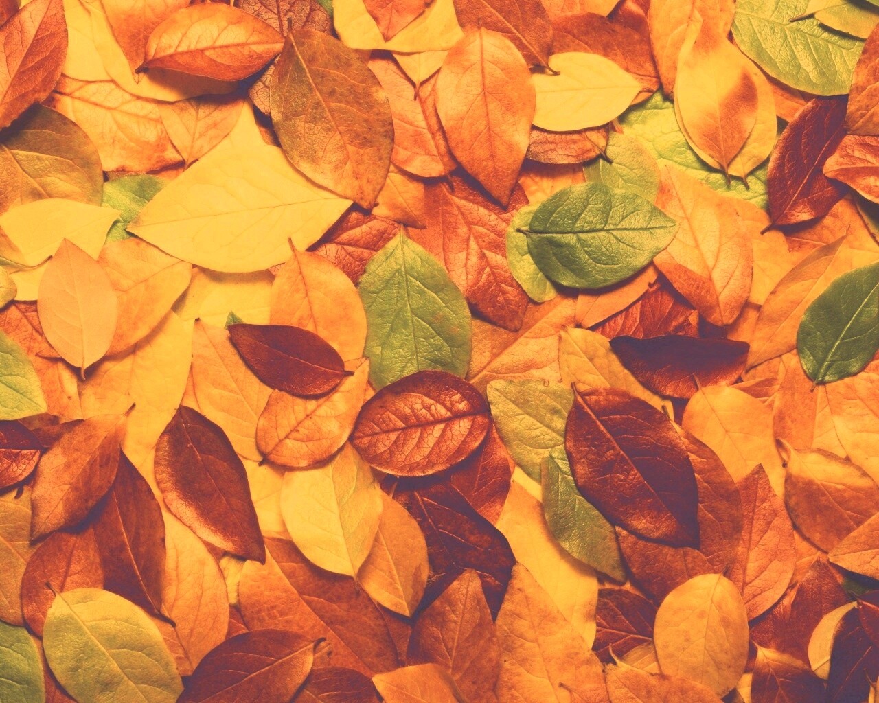 Цветной ковёр из листьев обои