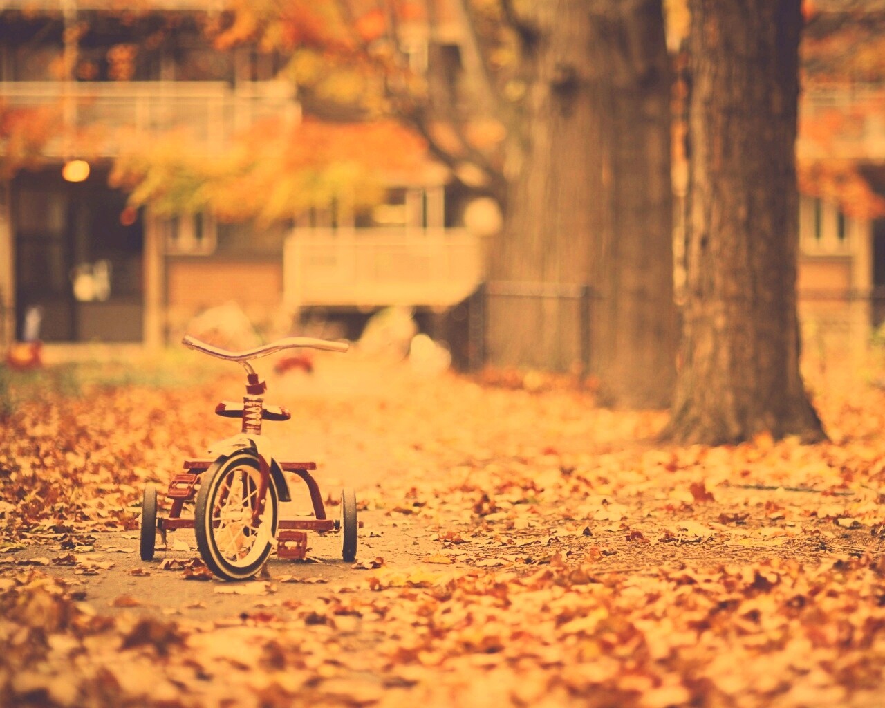 Трёхколёсный друг на осенней дорожке обои