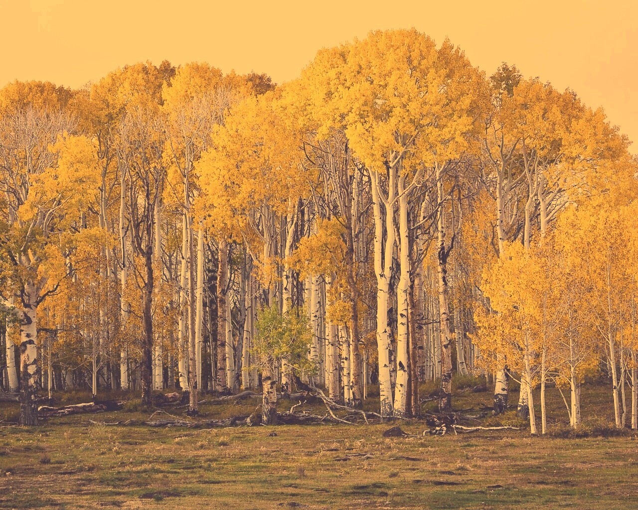 Пожелтевшая березовая роща обои