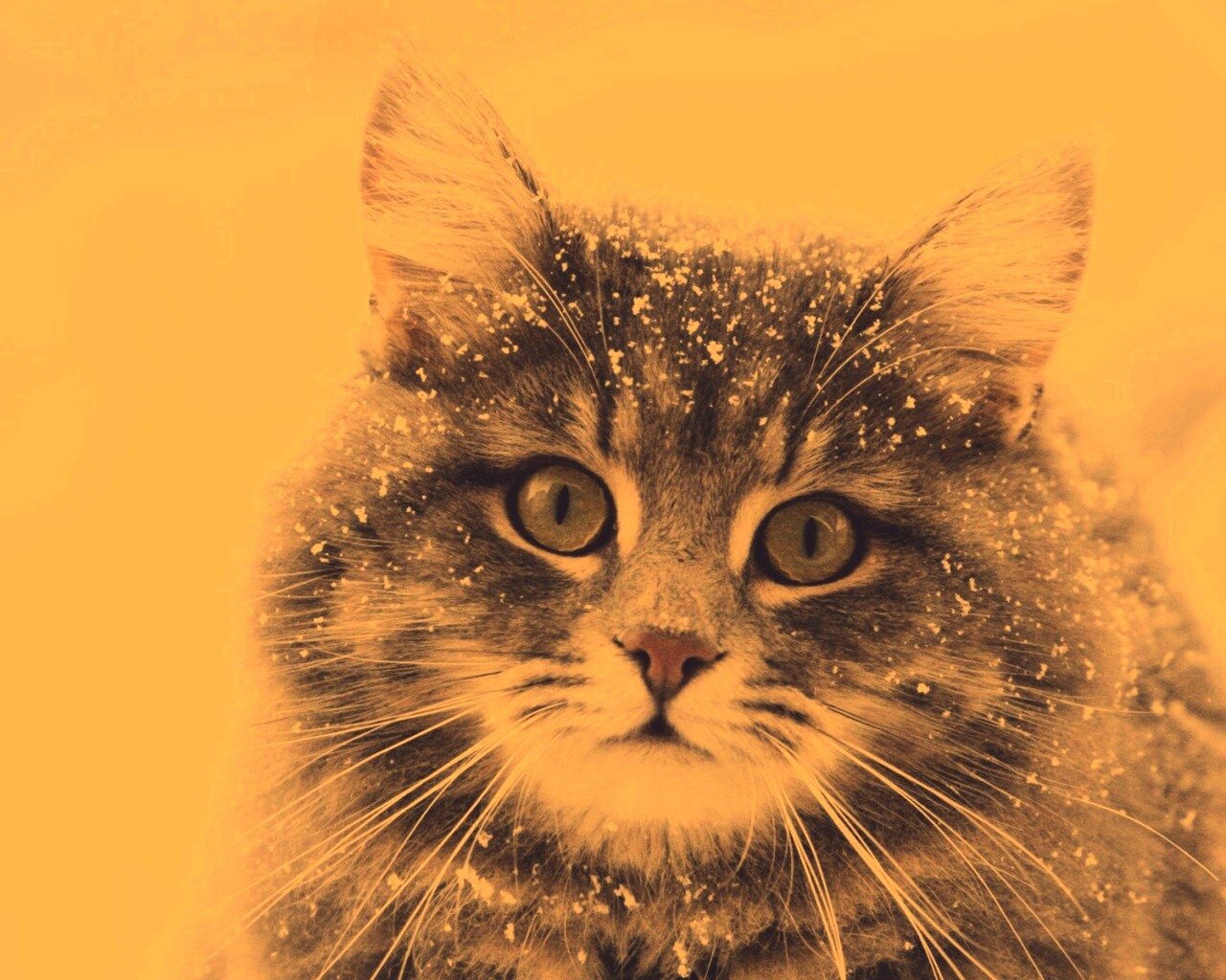 Кот в снегу обои