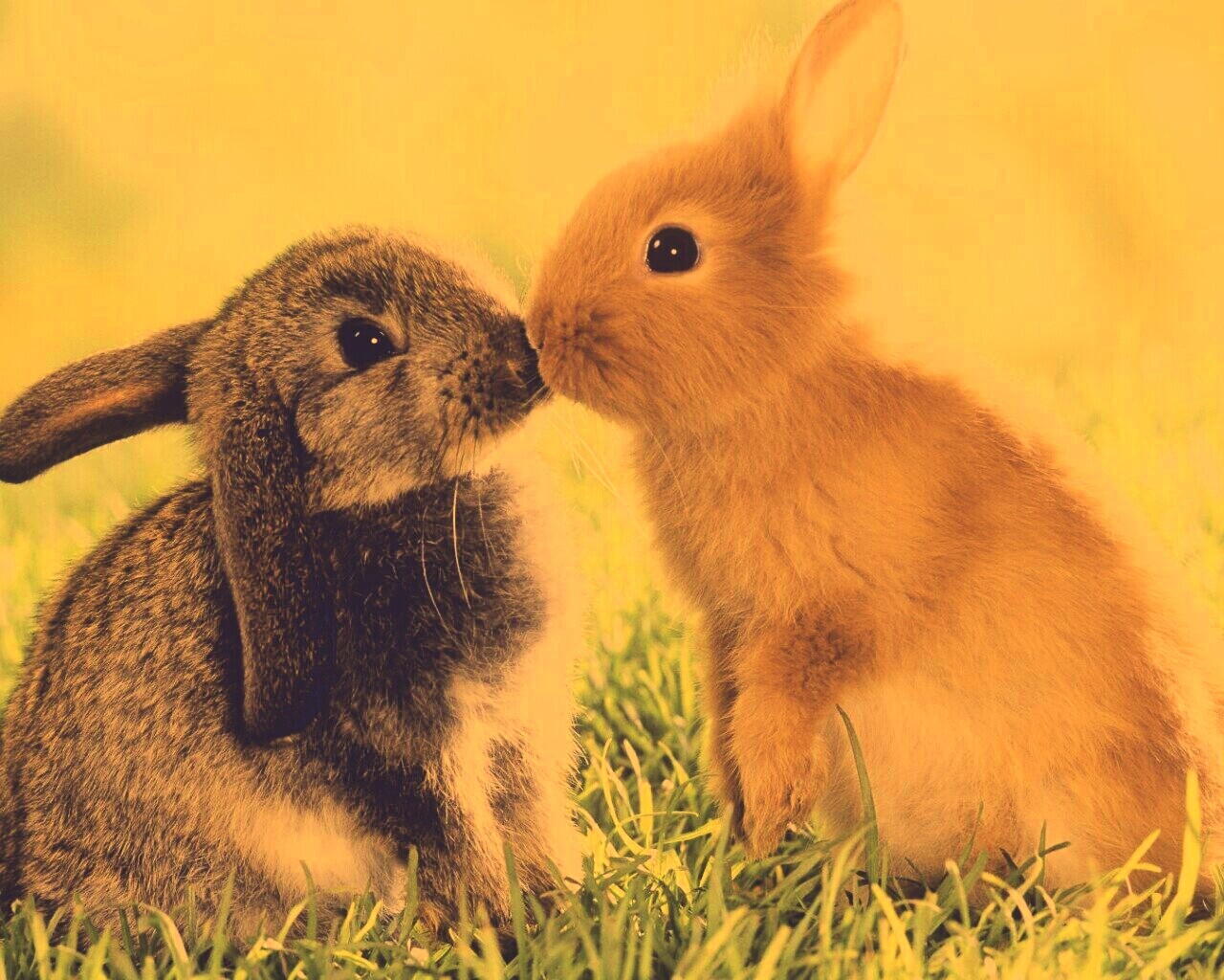 Кролики обои