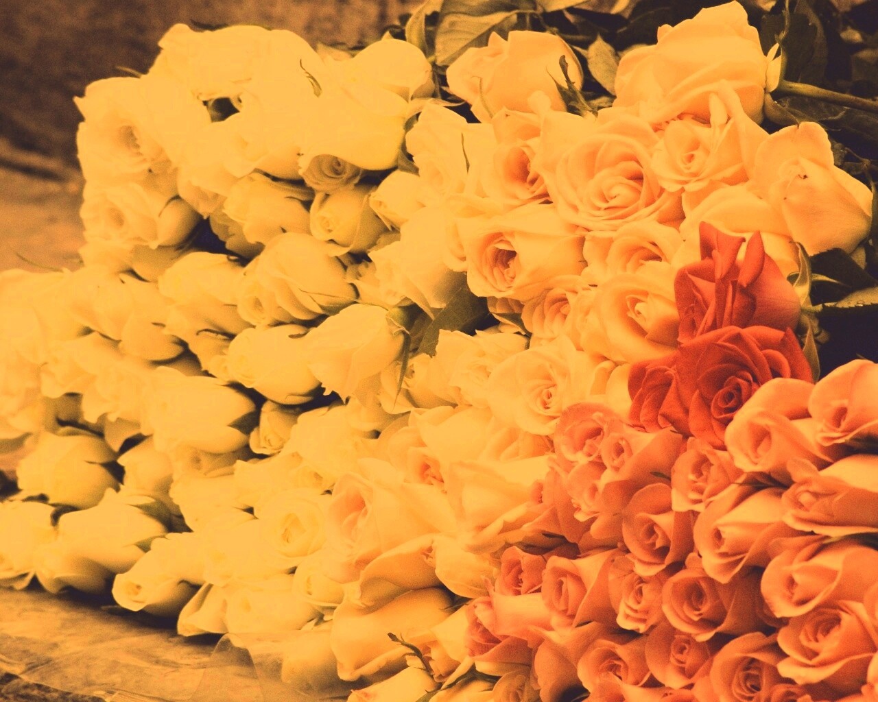 Букеты светлых роз обои