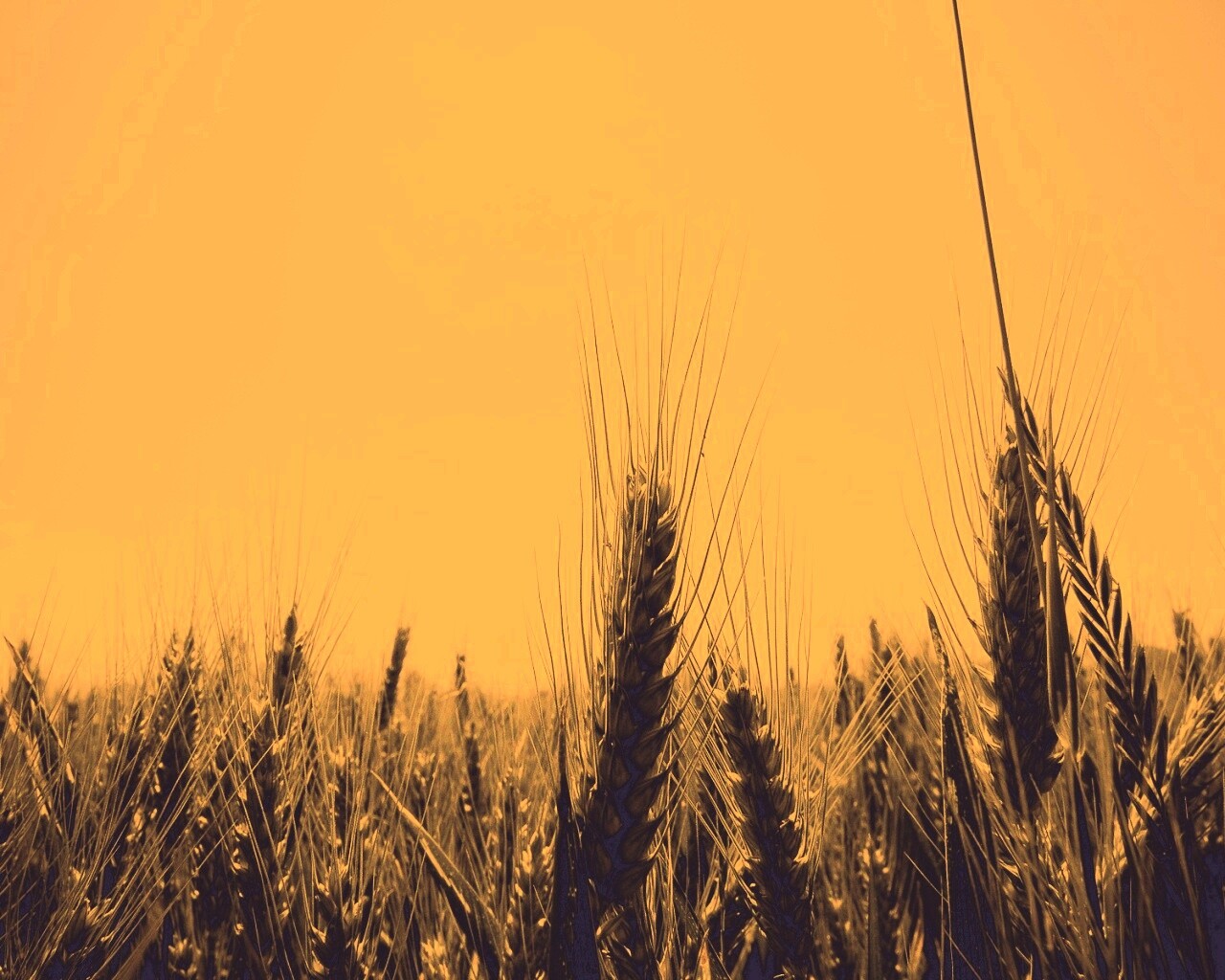 Колосья в поле обои