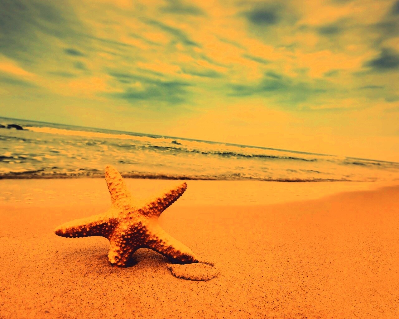 Морская звезда в песке обои