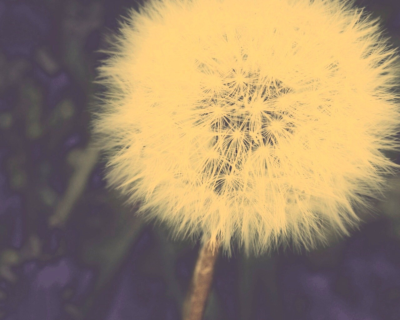Одуванчик обои