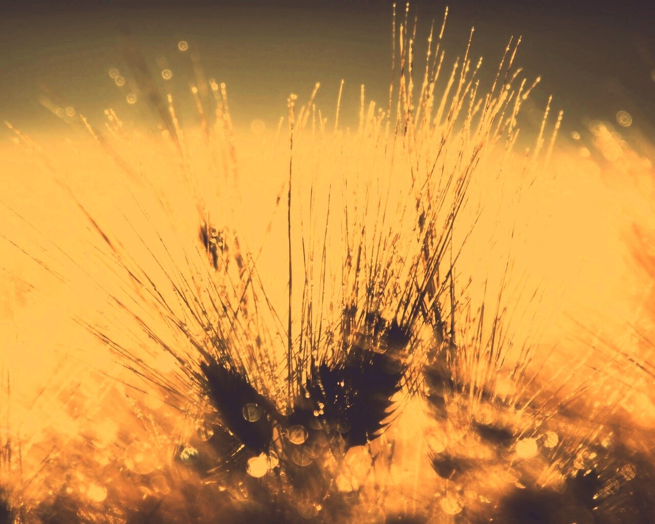 Трава на солнце обои