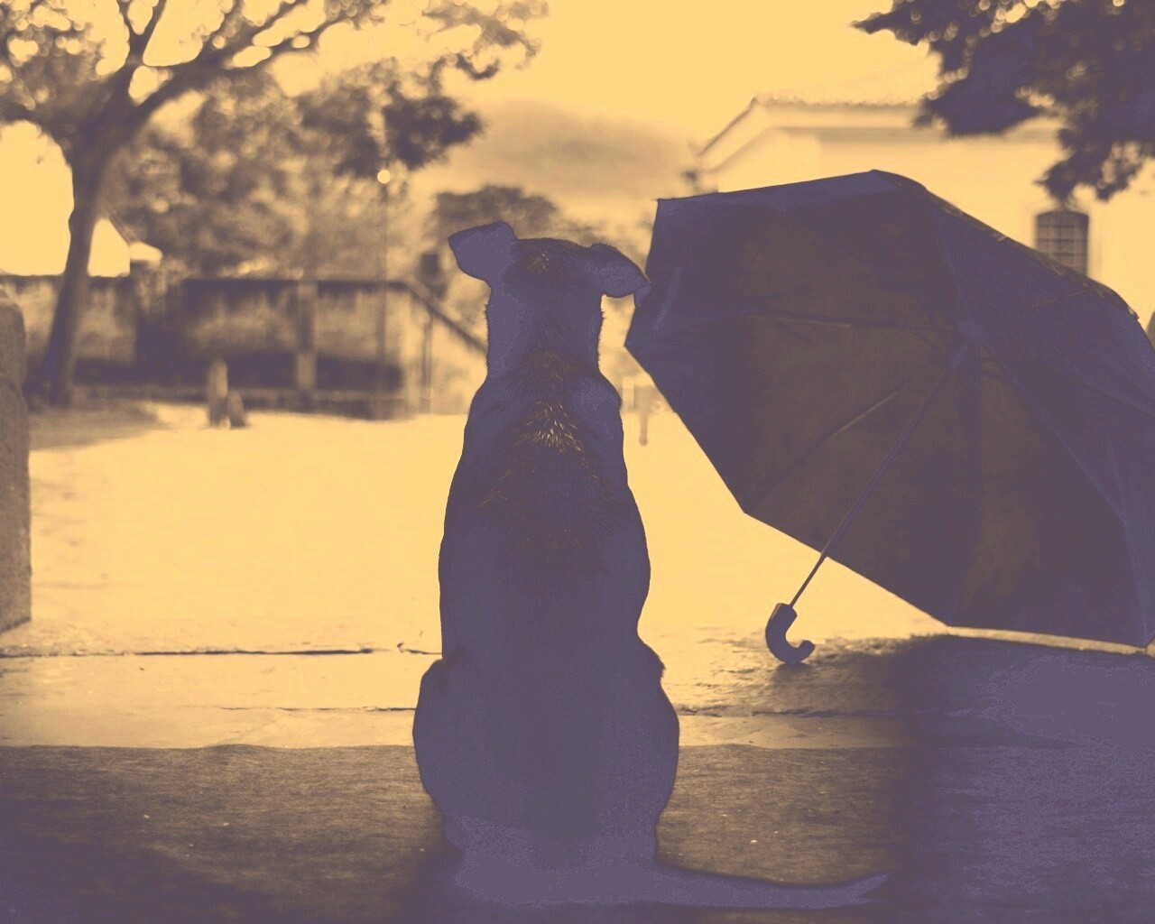 Собака и зонтик обои