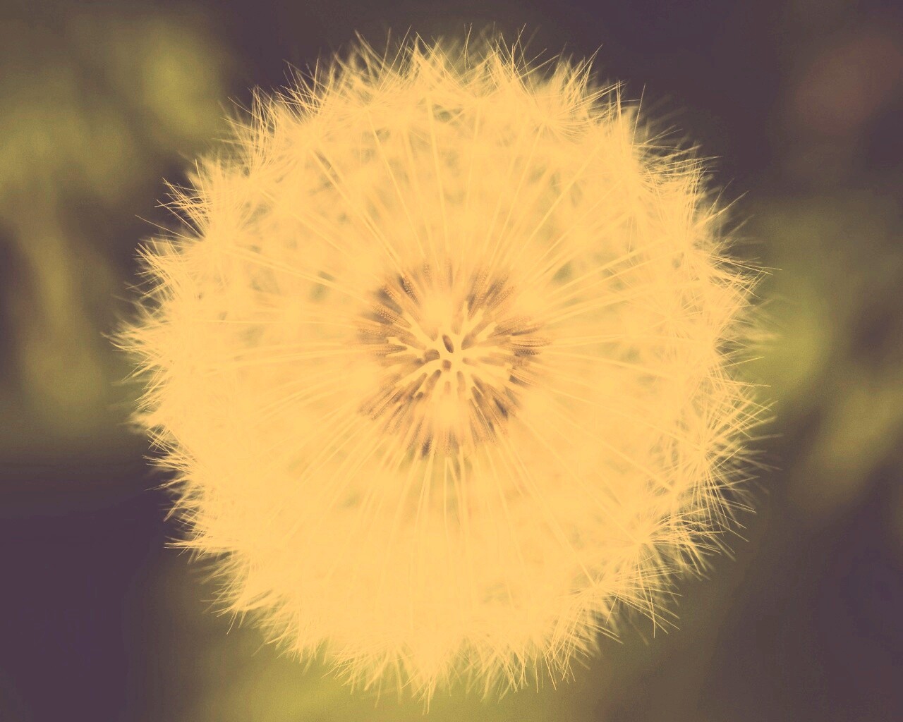 Макро фотография одуванчика обои