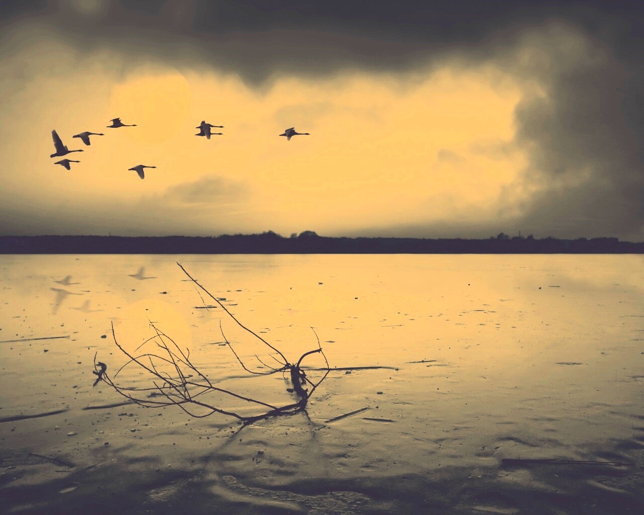 Полет птиц над озером обои