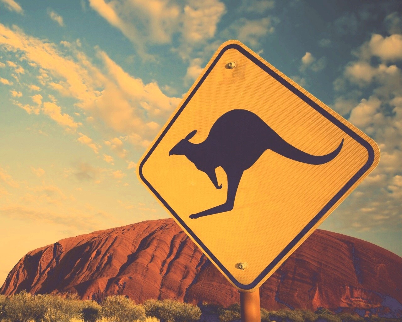 Осторожно, кенгуру! обои