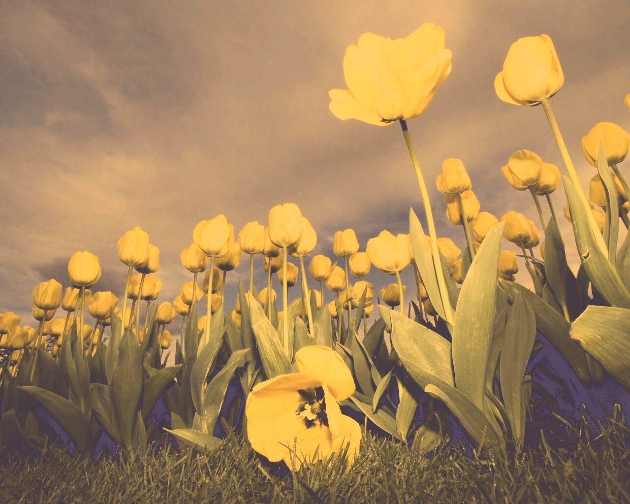 Жёлтые тюльпаны обои