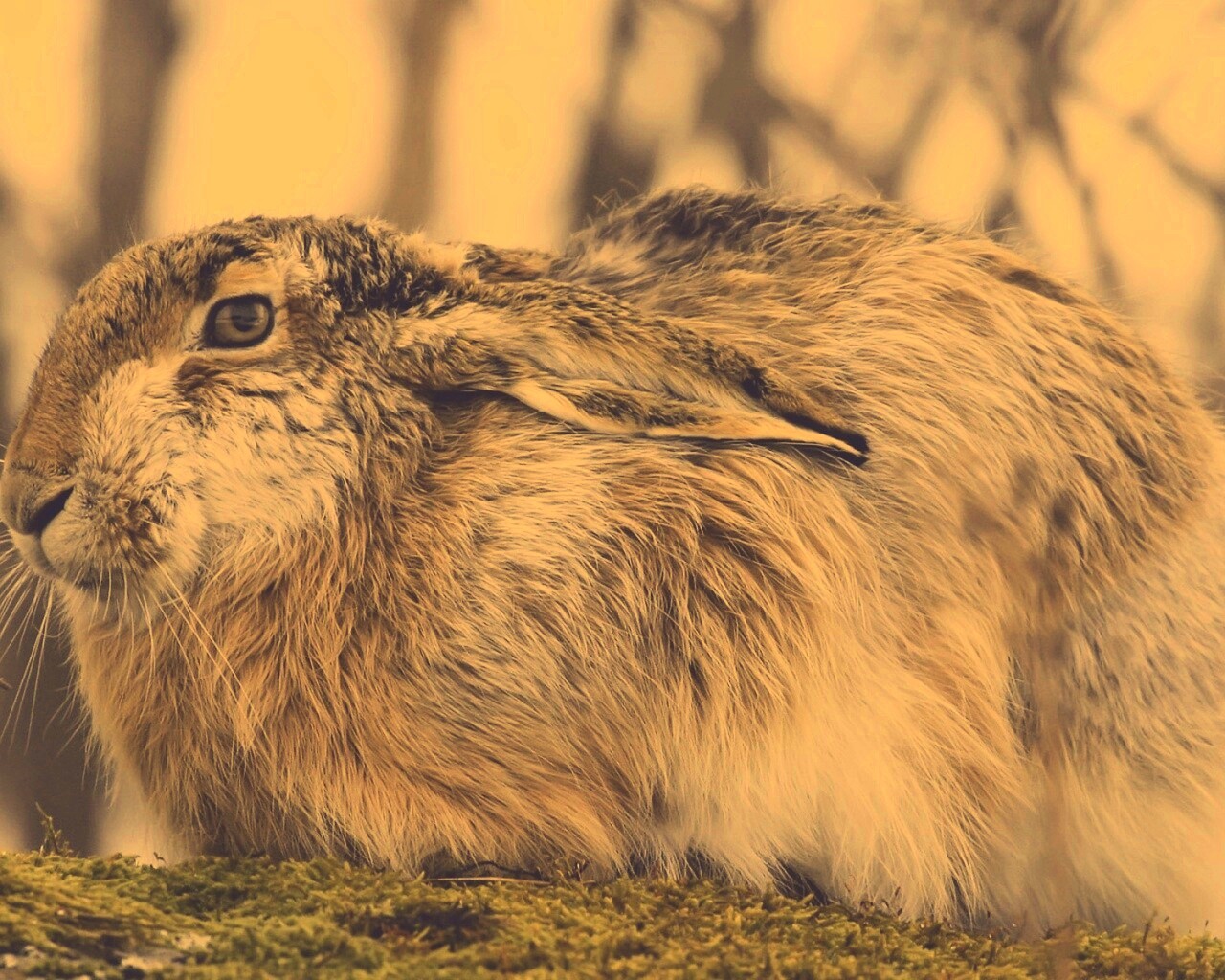 Нахохлившийся заяц-русак обои