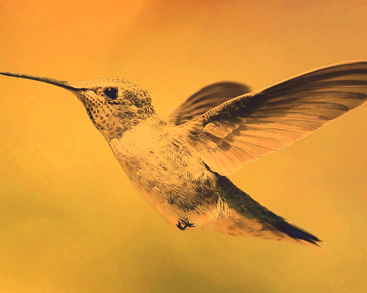 Колибри в полёте обои