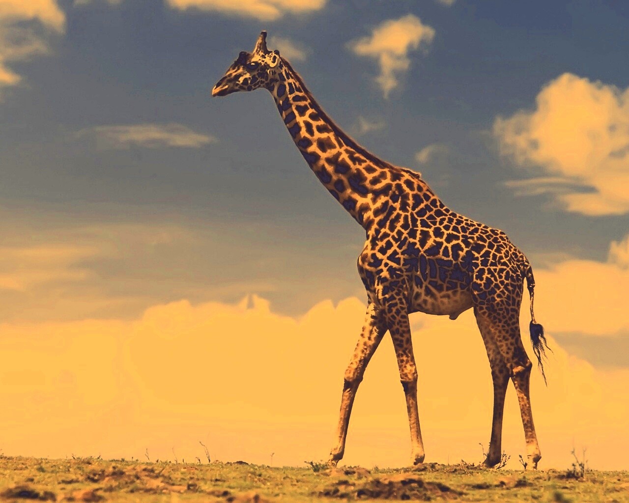 Жираф на прогулке обои