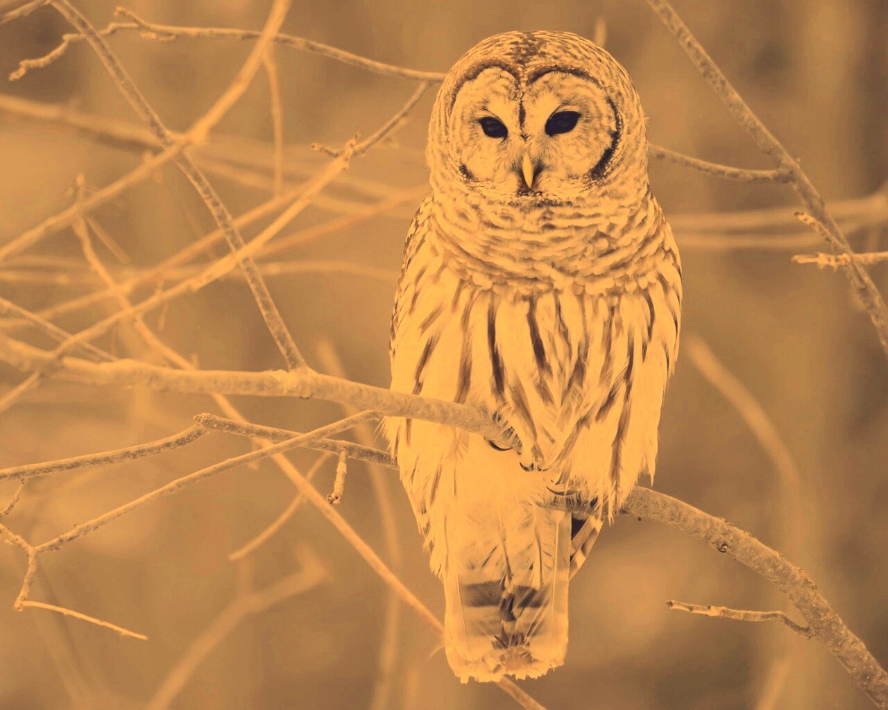 Серая сова обои