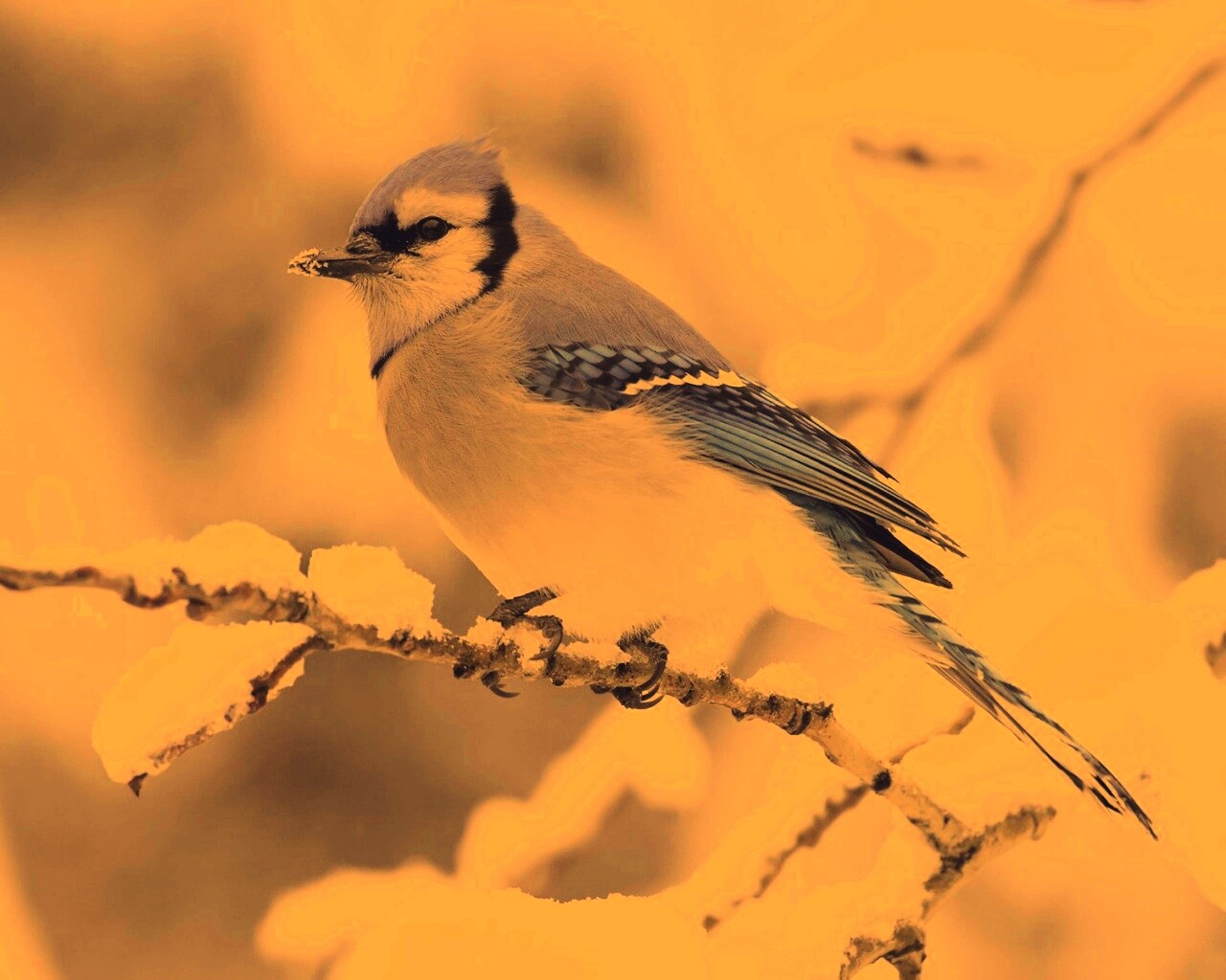 Маленькая синяя птичка обои