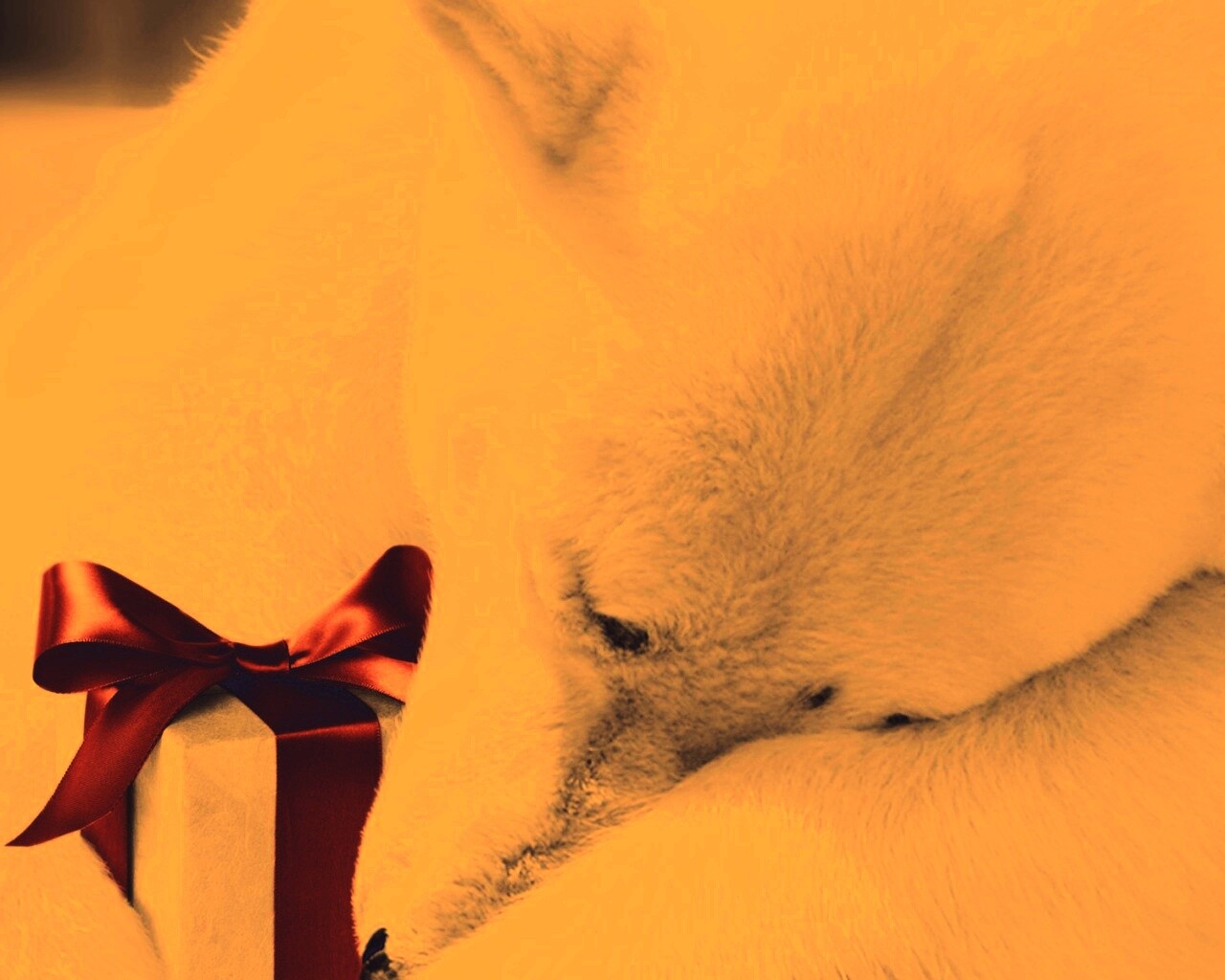 Белый мишка с подарком обои