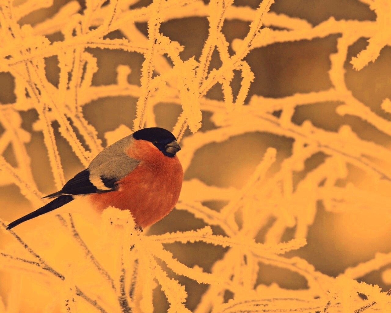 Снегирь на ветке обои