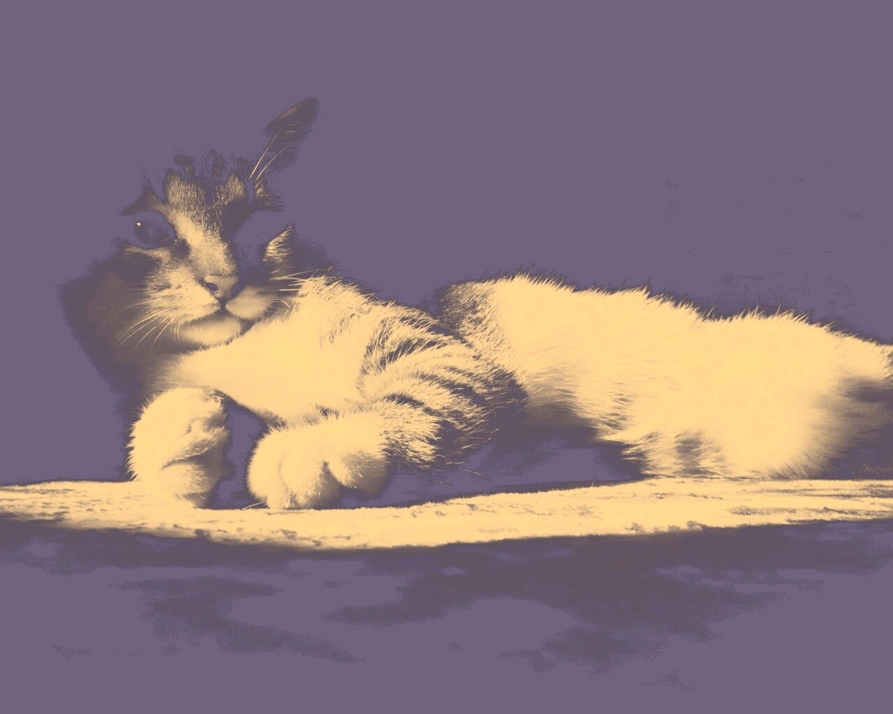 Котик в тени обои