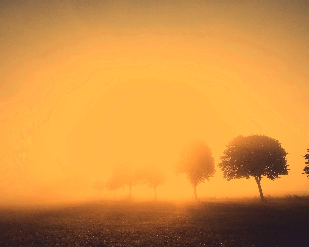 Деревья в поле обои