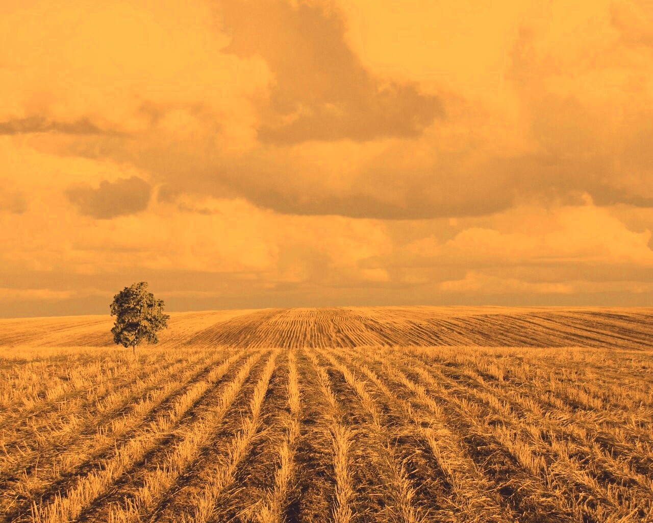 Дерево в поле обои