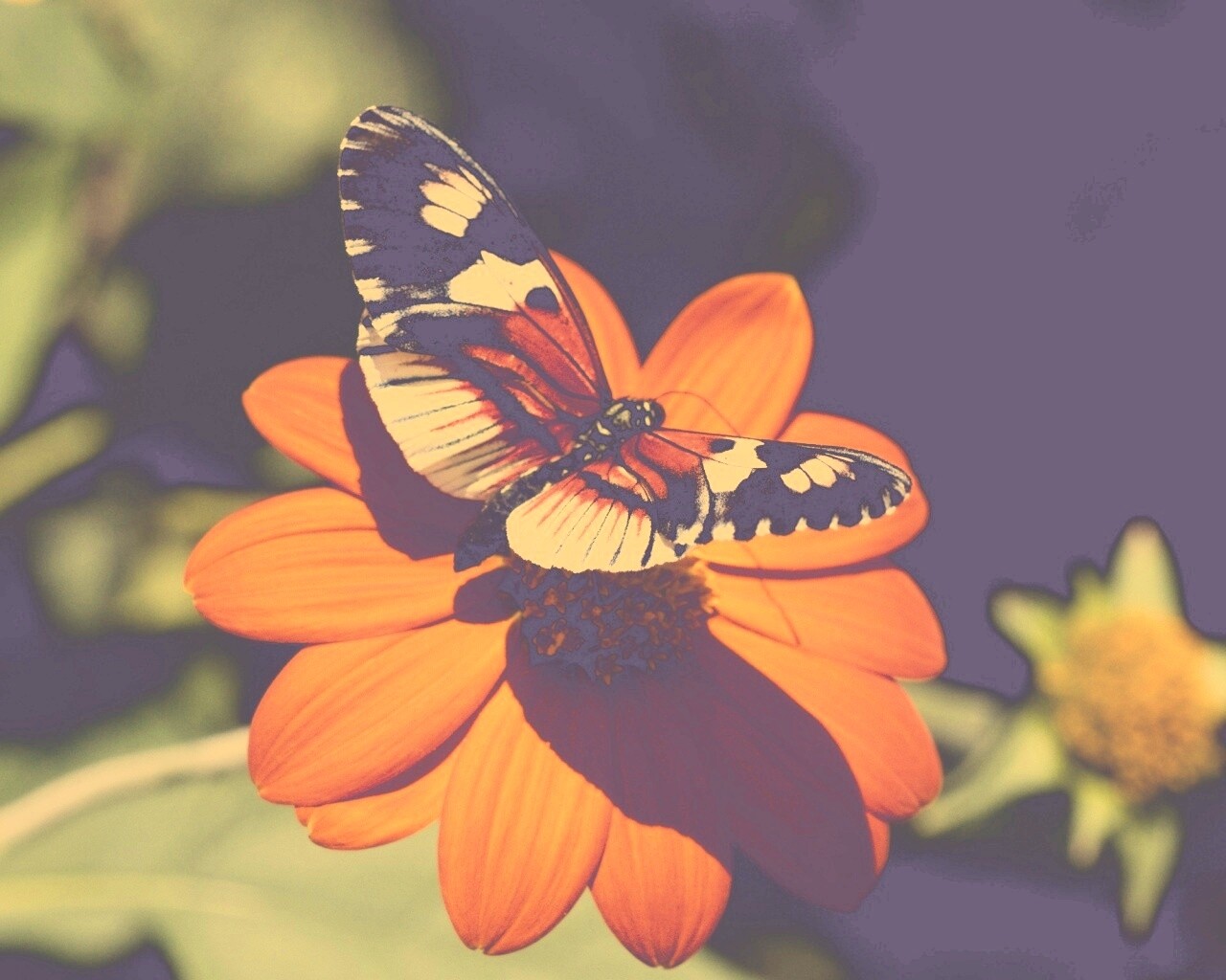 Бабочка на цветке обои