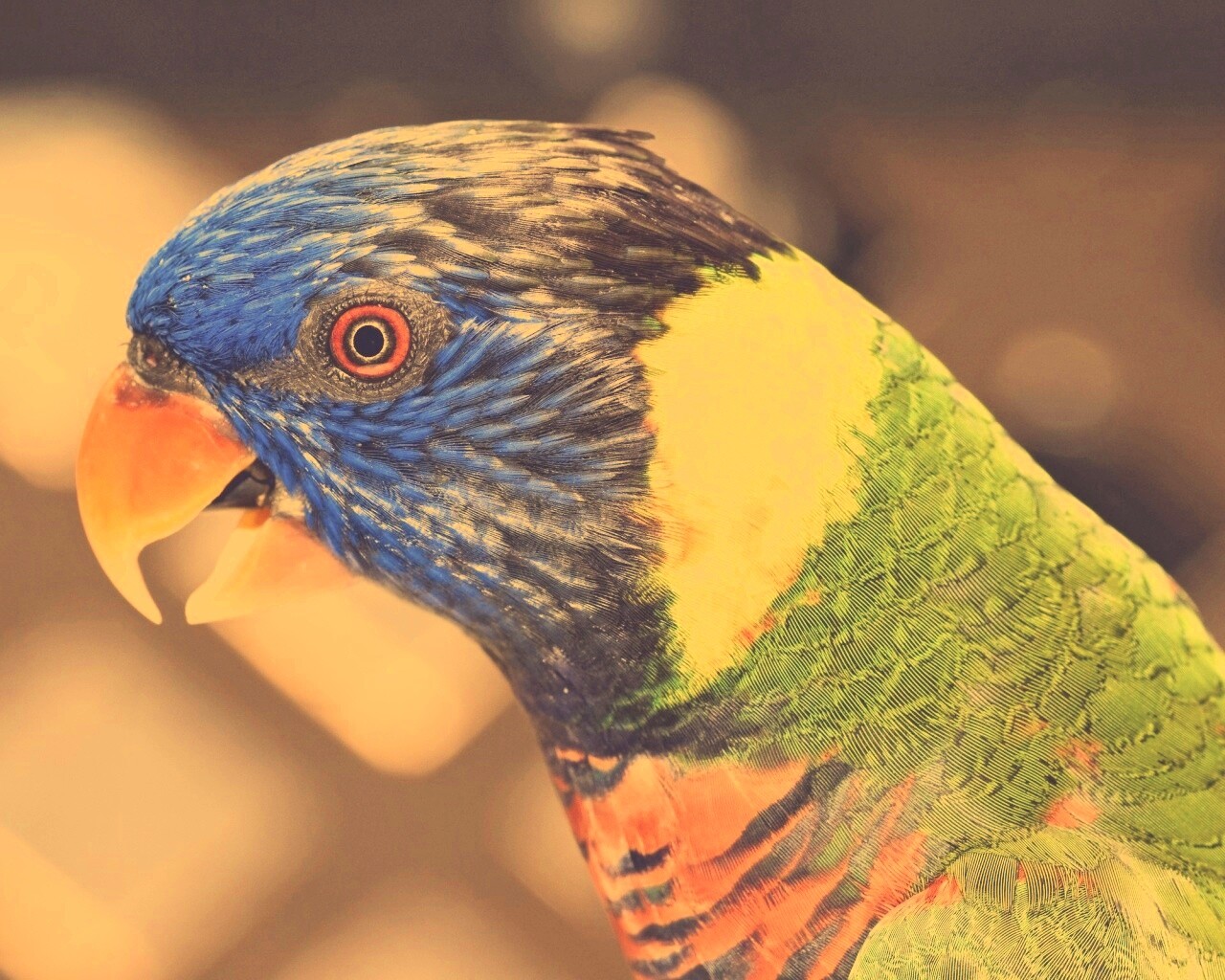 Красноглазйы попугай обои