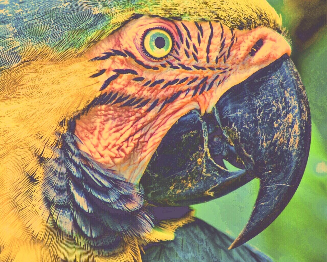 Попугай обои