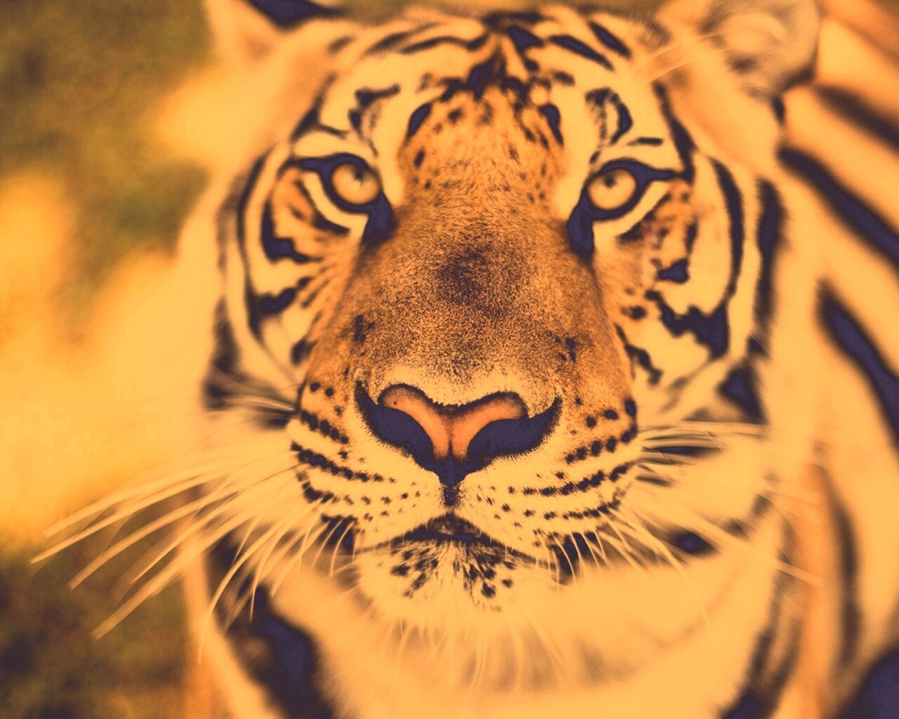 Красавец тигр обои