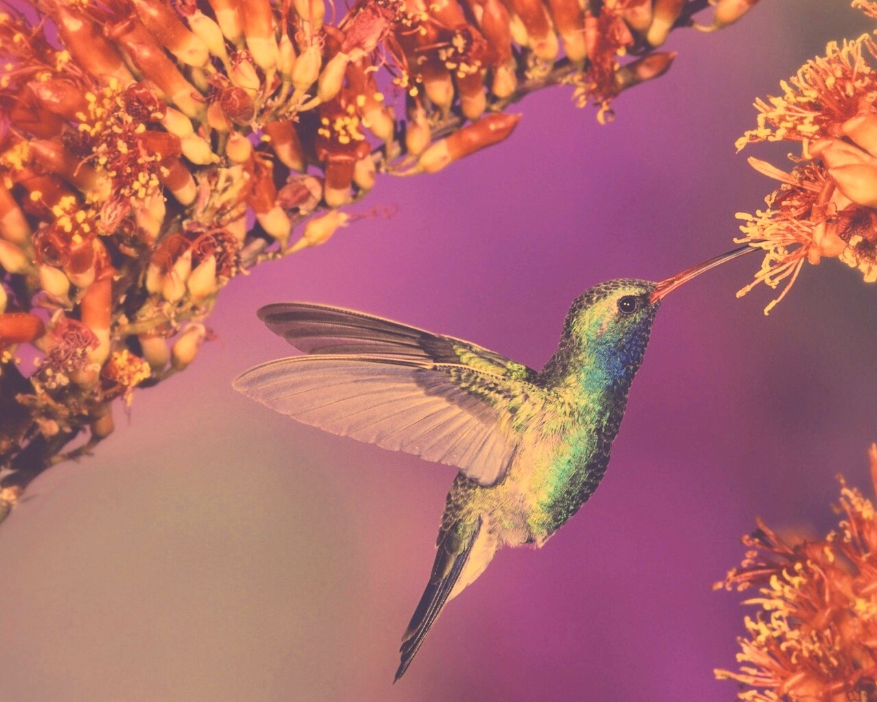 Колибри обои