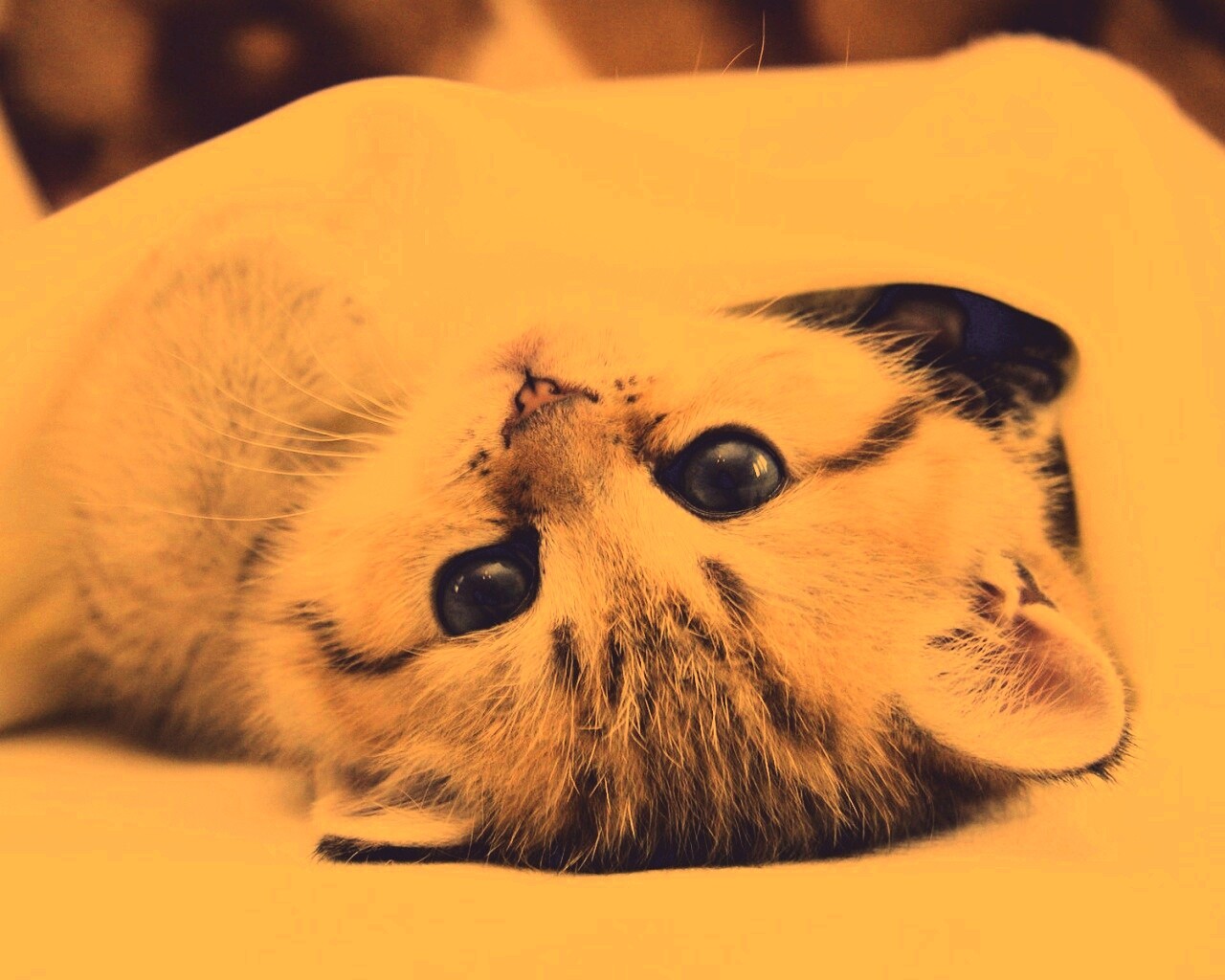 Котёнок вверх ногами обои