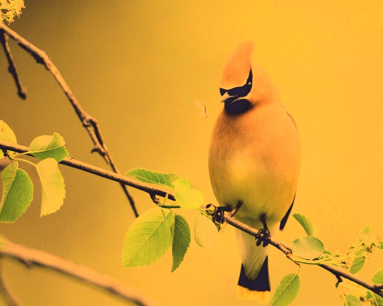 Оранжевая птичка обои